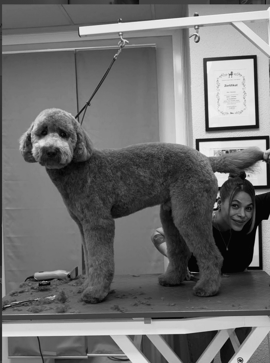 Hund nach der Fellpflege