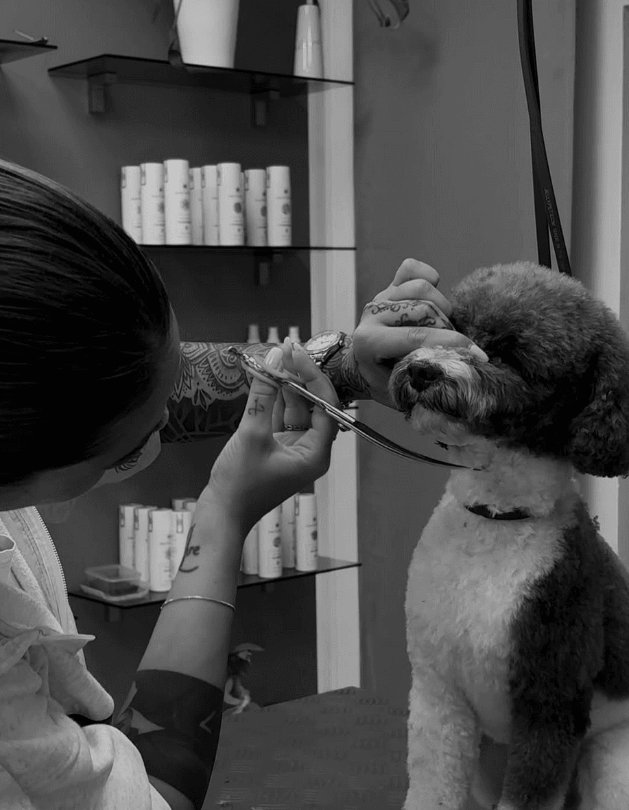 Frisch gepflegter Vierbeiner